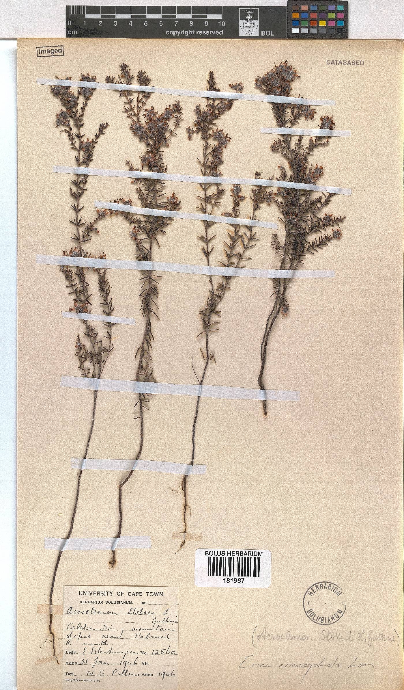 Erica eriocephala image