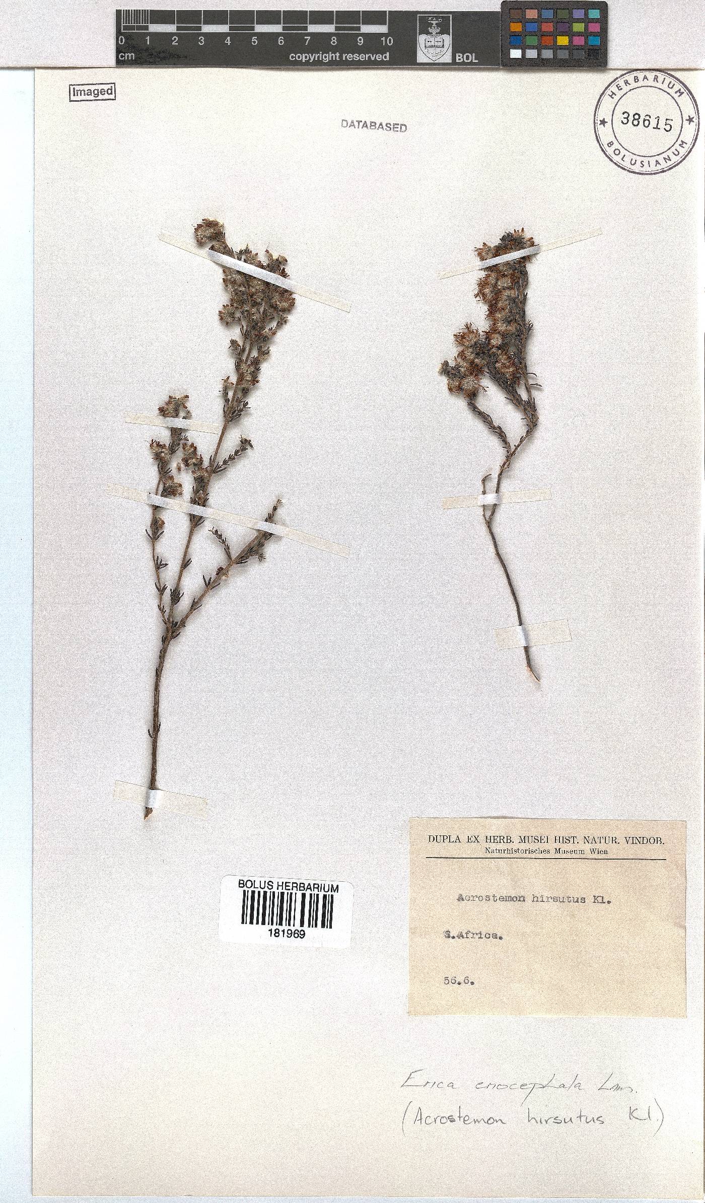 Erica eriocephala image