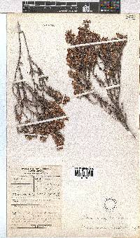 Erica eriocephala image