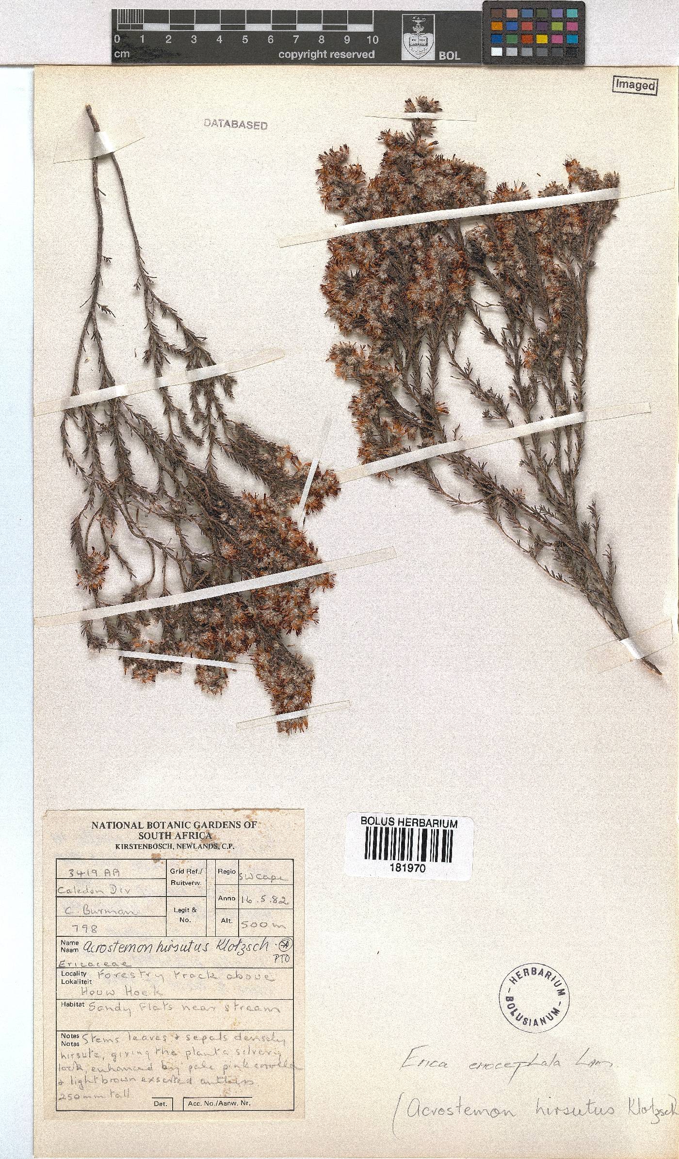 Erica eriocephala image