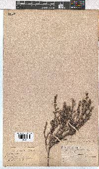 Erica eriocephala image