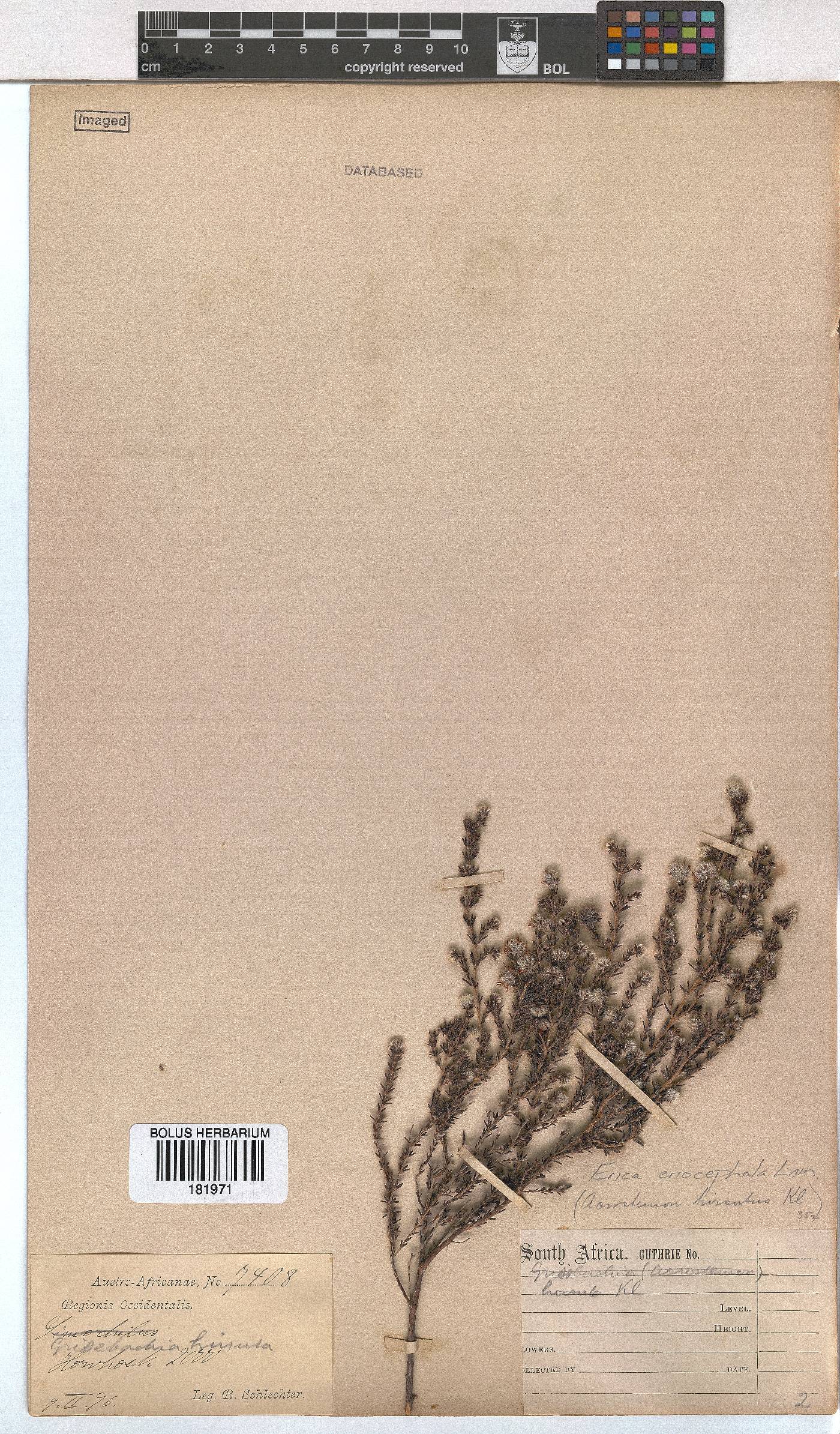 Erica eriocephala image