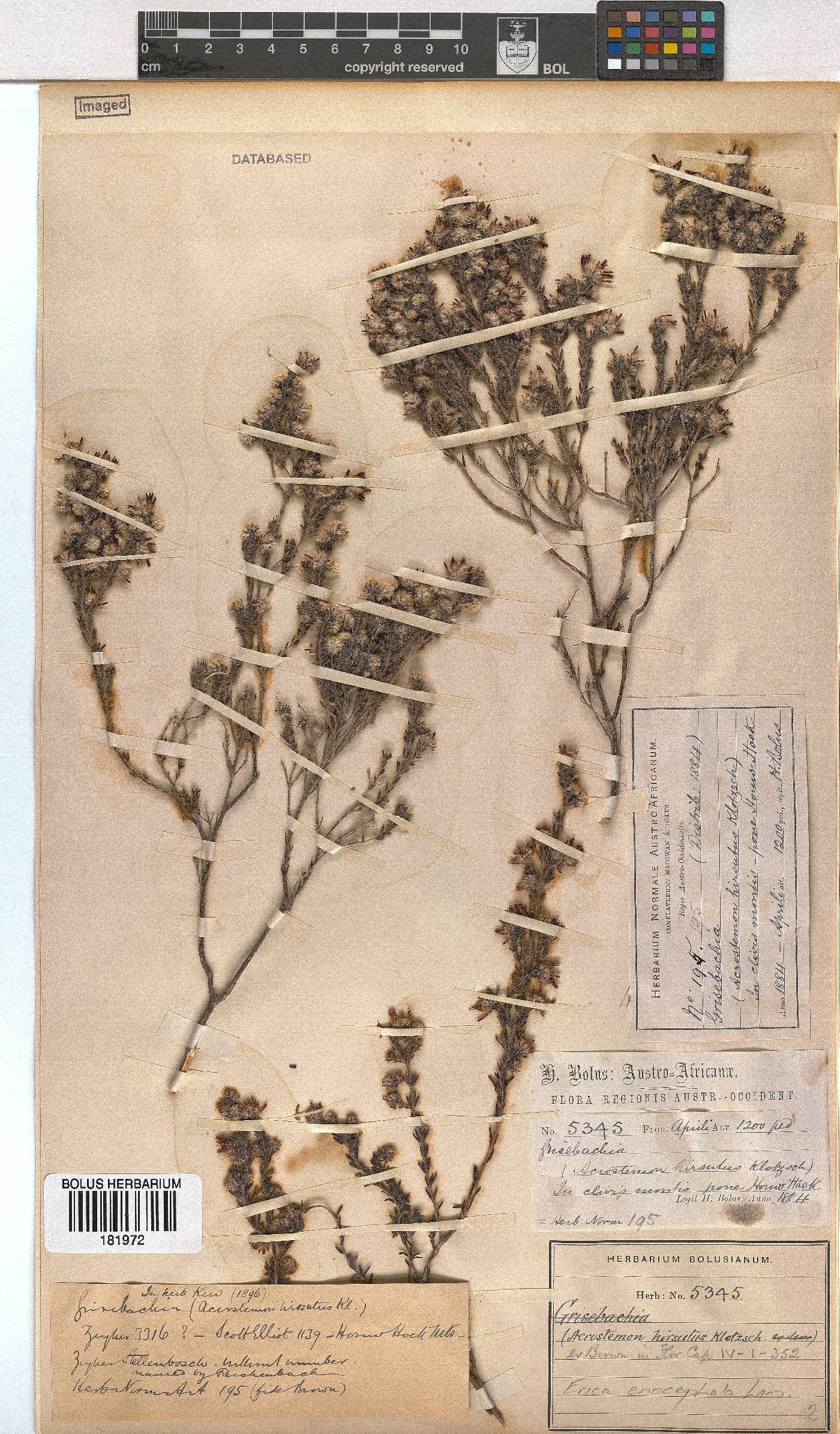 Erica eriocephala image