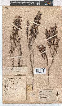 Erica eriocephala image