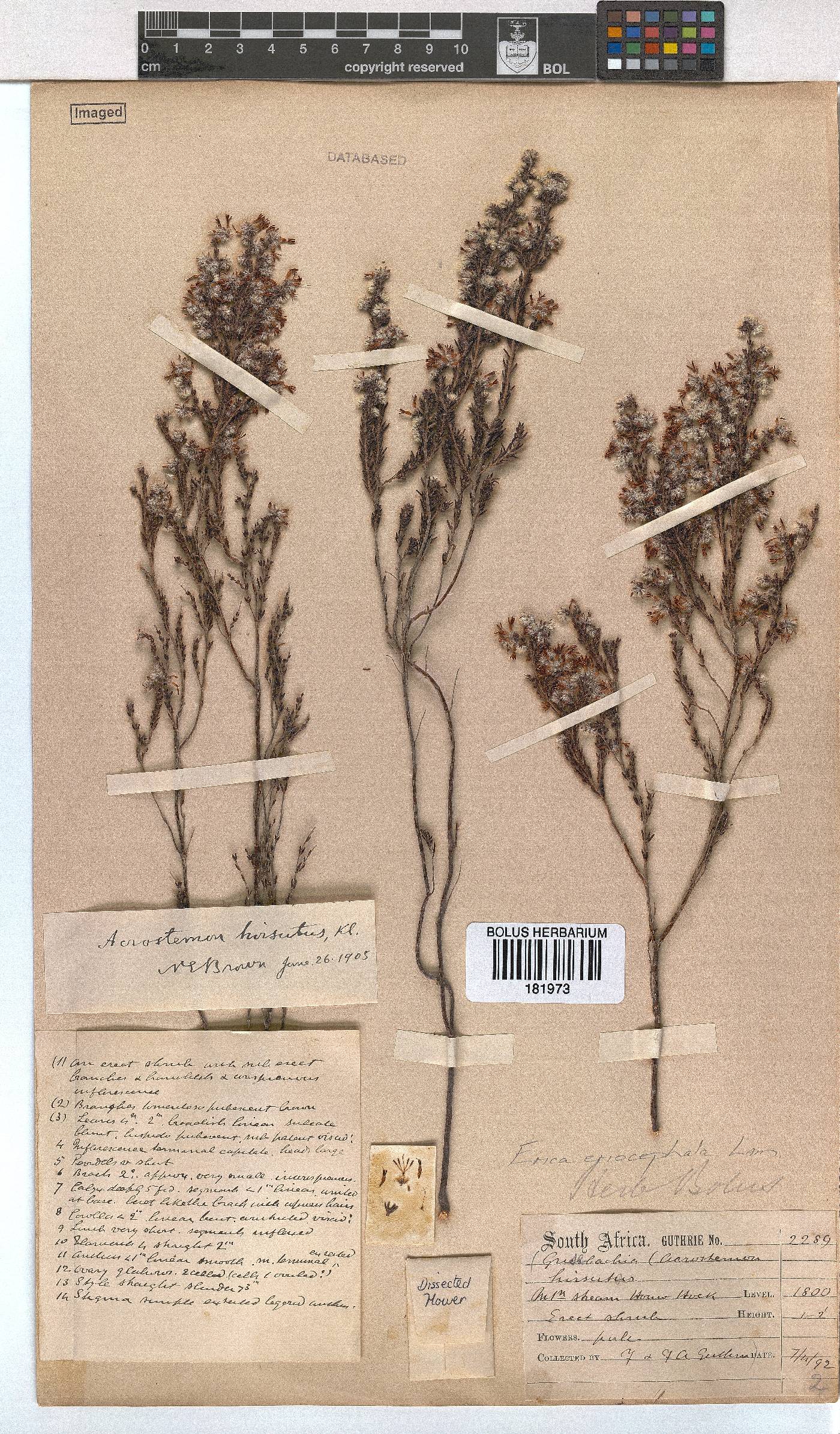 Erica eriocephala image