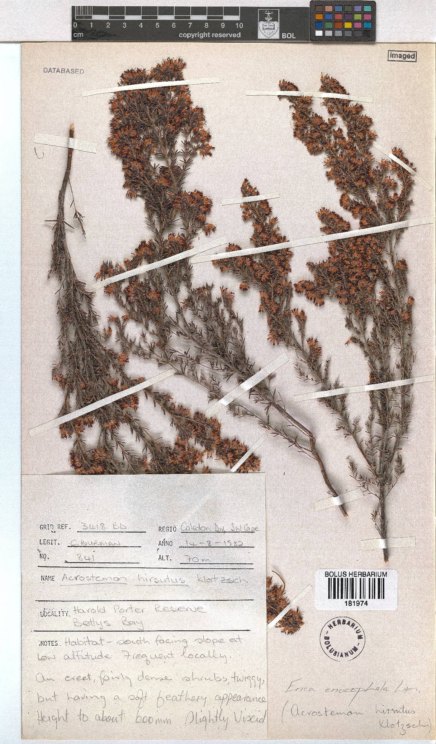 Erica eriocephala image