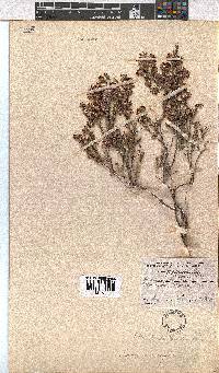 Erica eriocephala image