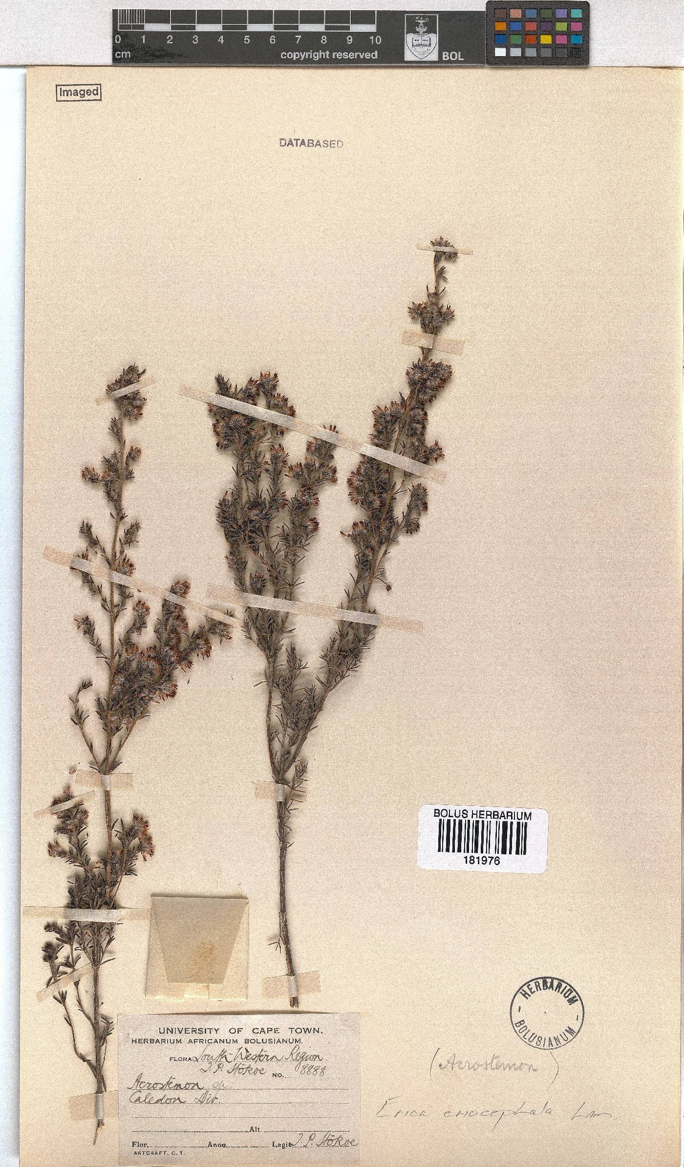 Erica eriocephala image
