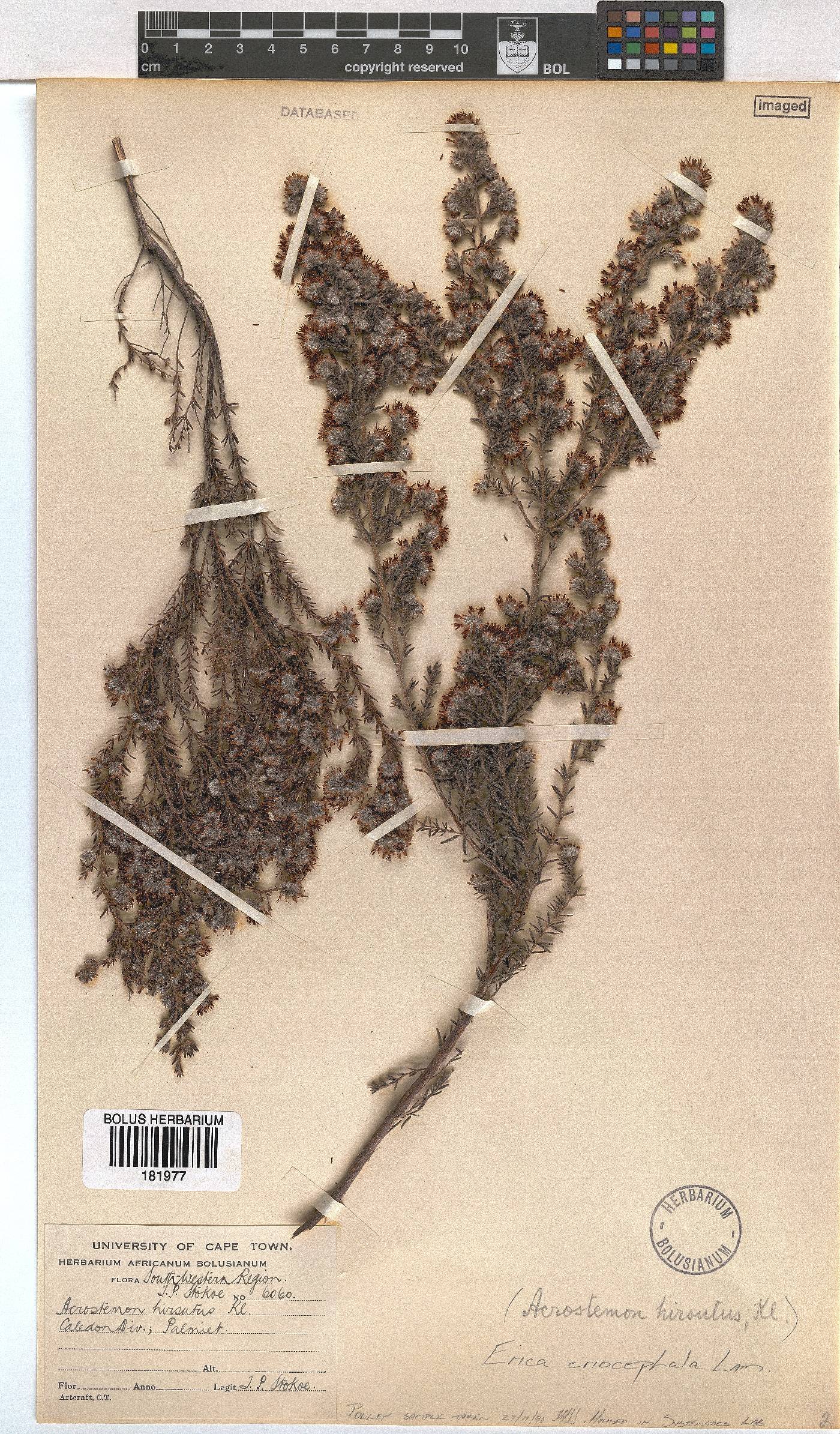 Erica eriocephala image