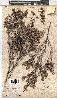 Erica eriocephala image