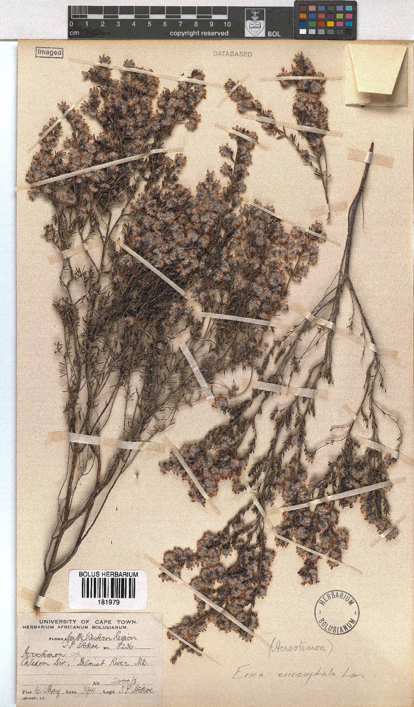 Erica eriocephala image