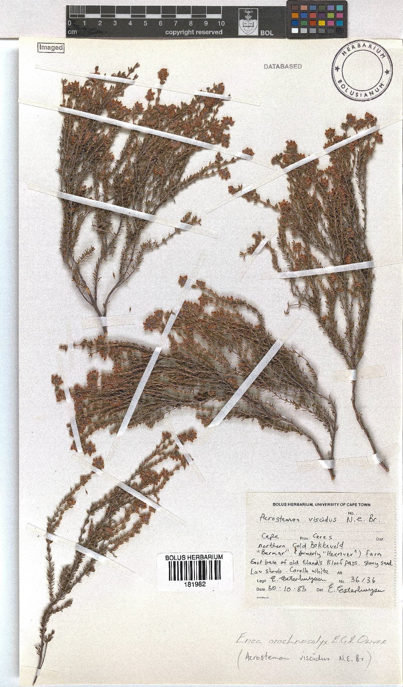 Erica arachnocalyx image