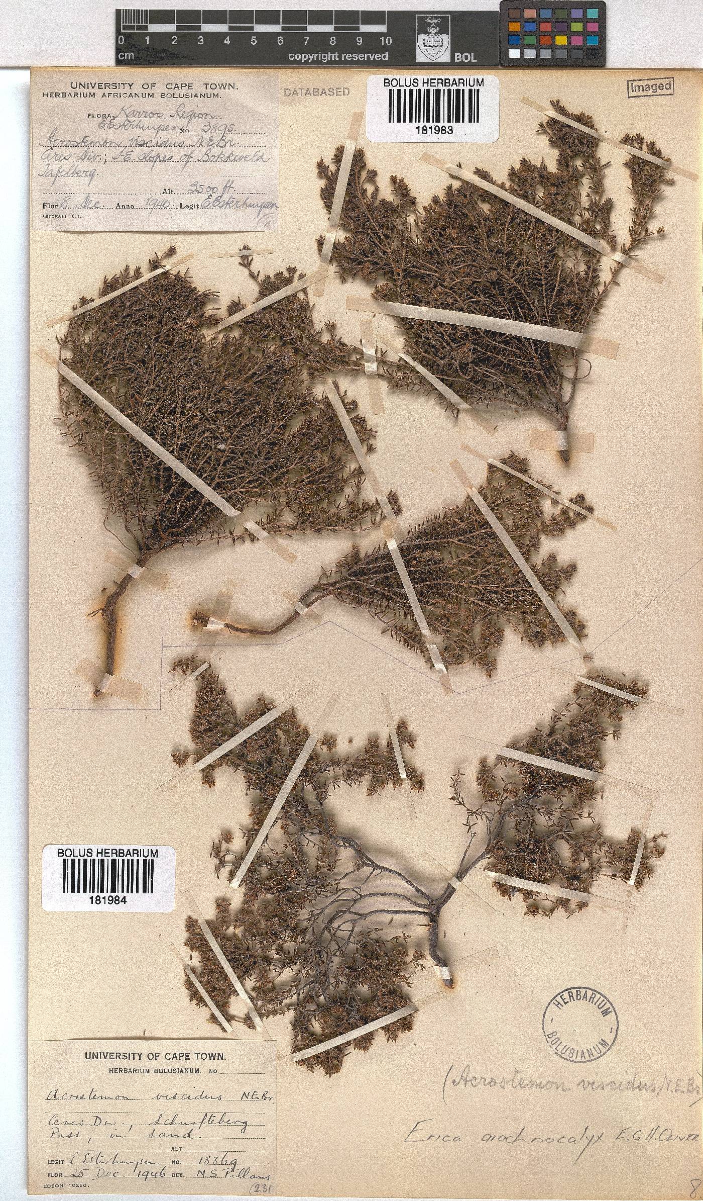 Erica arachnocalyx image