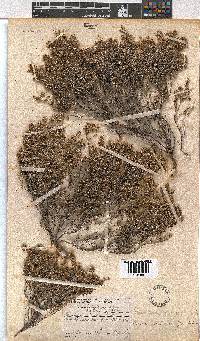 Erica arachnocalyx image