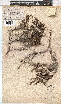 Erica arachnocalyx image