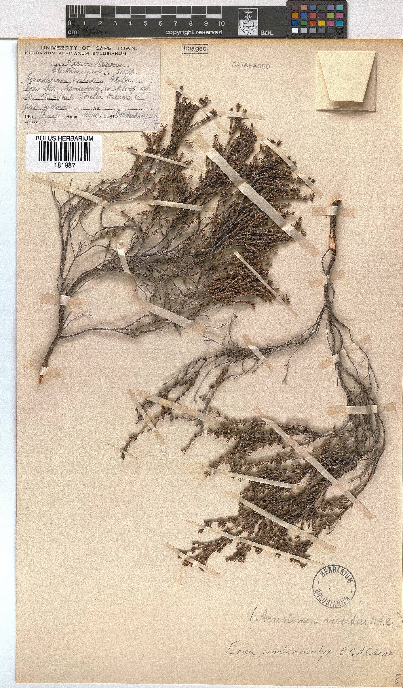 Erica arachnocalyx image