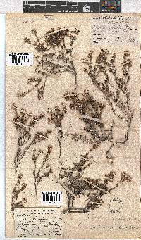 Erica arachnocalyx image