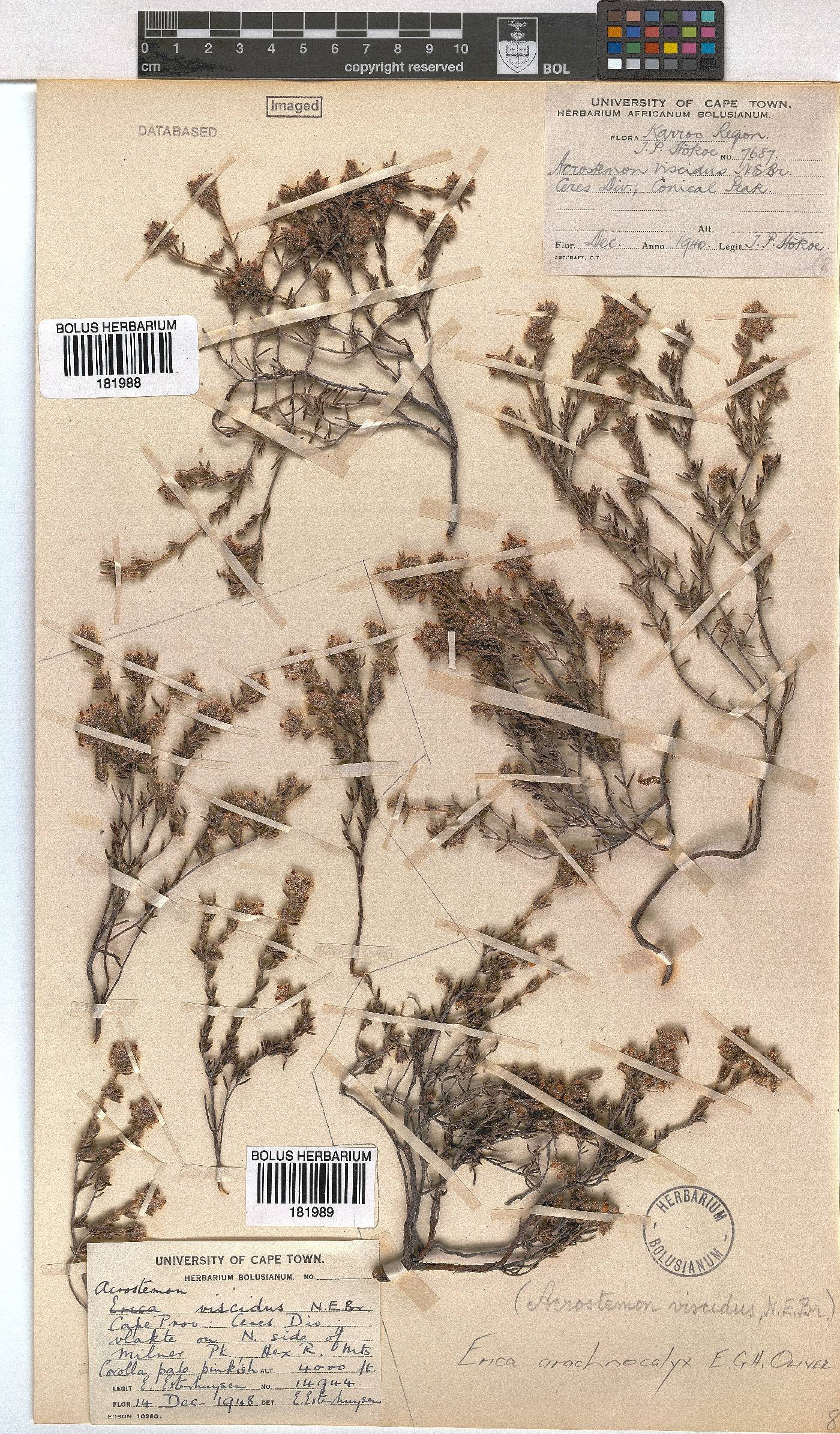 Erica arachnocalyx image