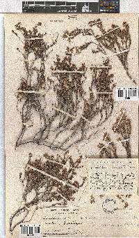 Erica arachnocalyx image