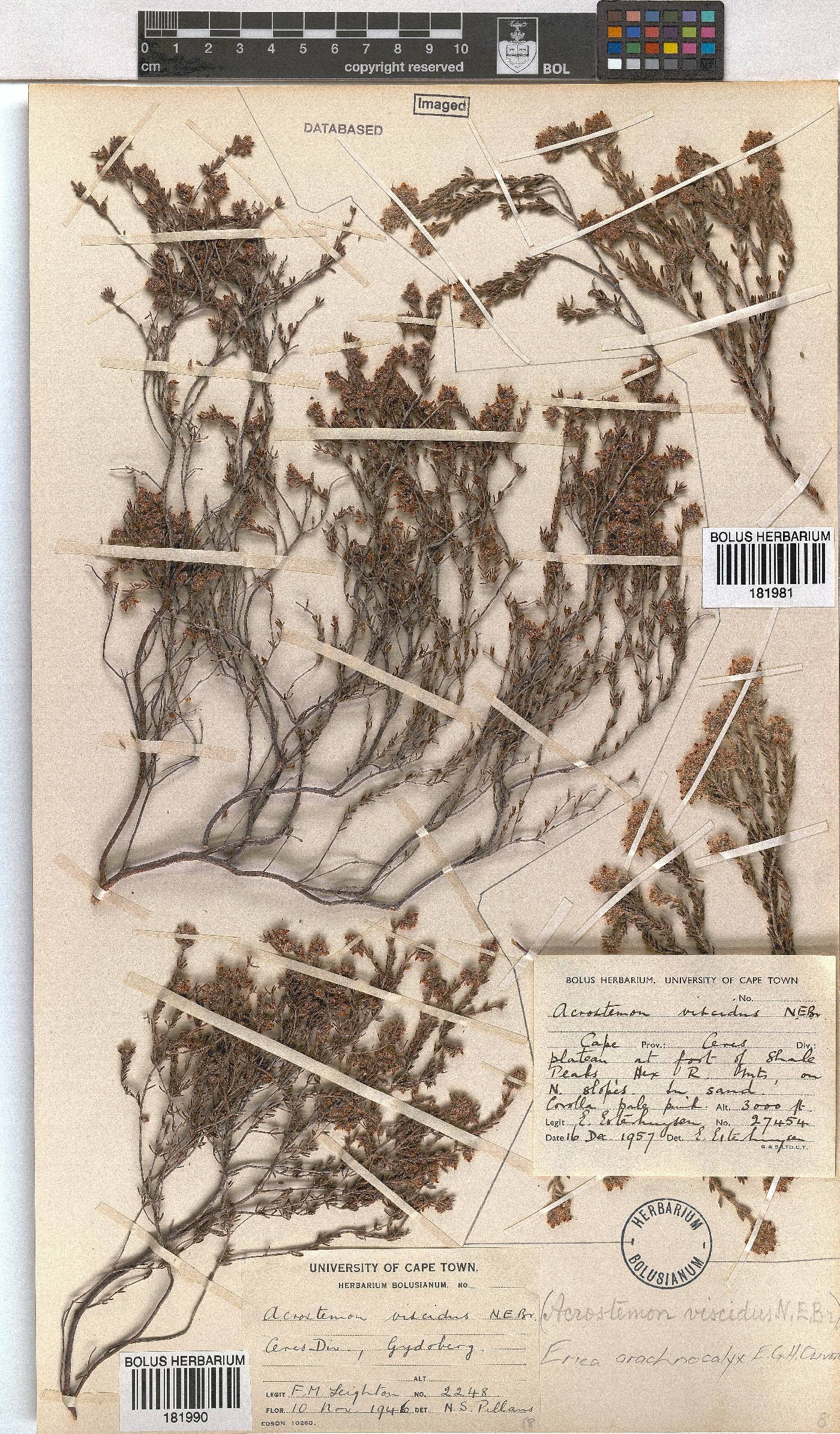 Erica arachnocalyx image