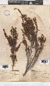 Erica uberiflora image