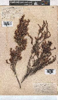 Erica uberiflora image