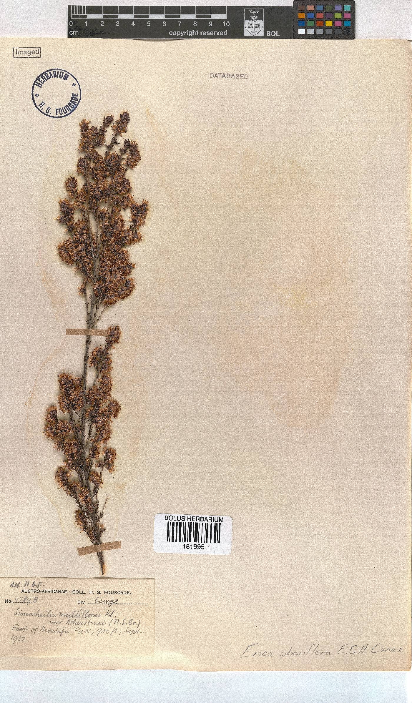 Erica uberiflora image