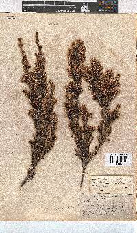 Erica uberiflora image