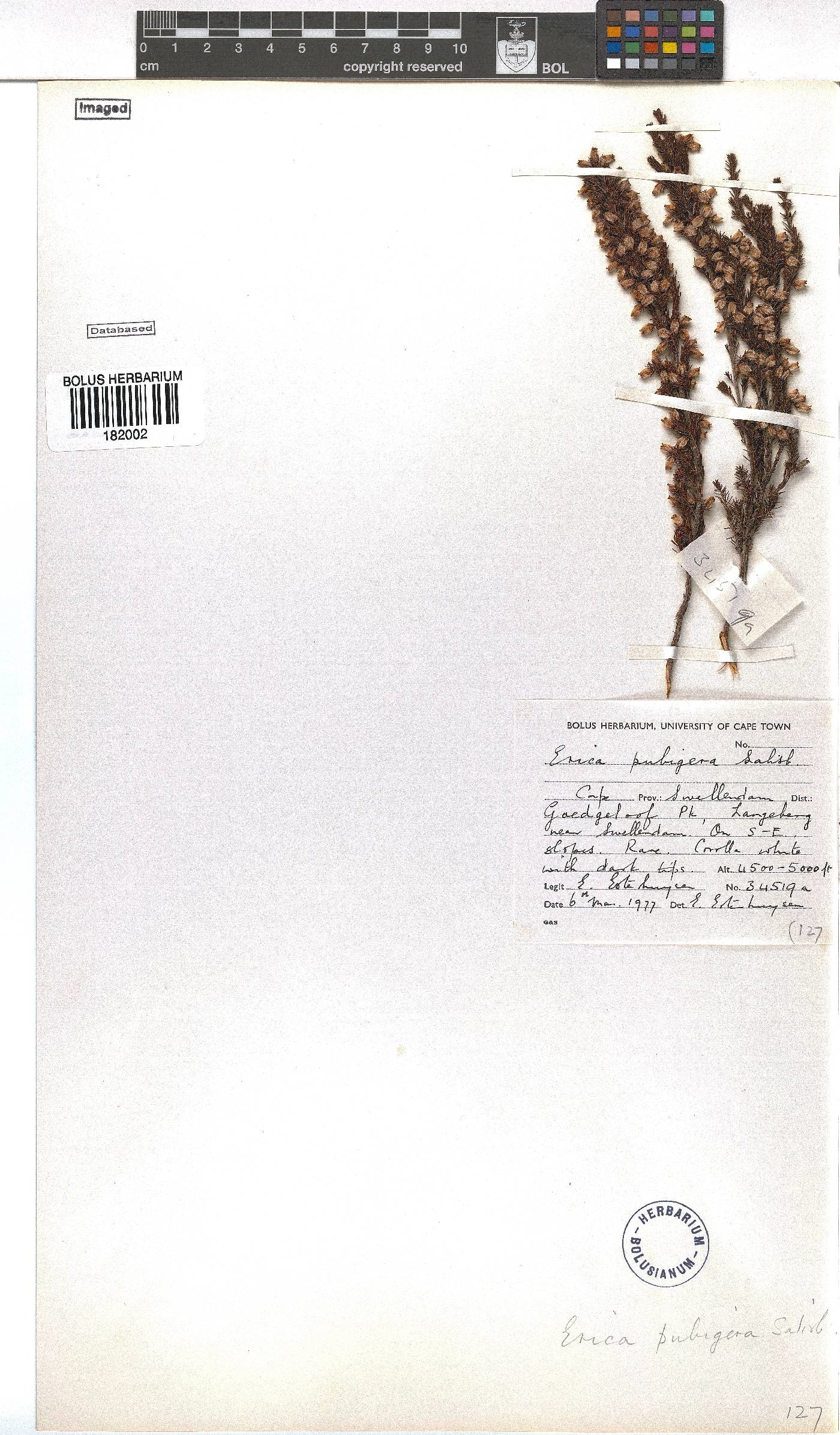 Erica pubigera image
