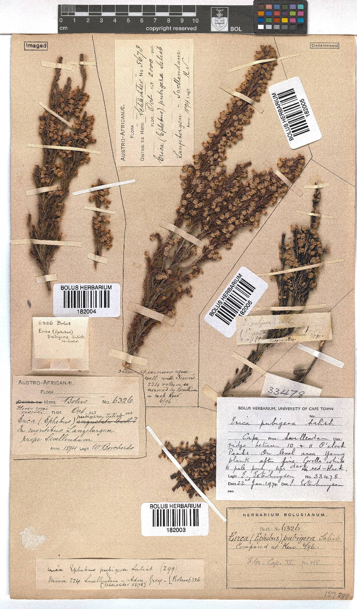 Erica pubigera image