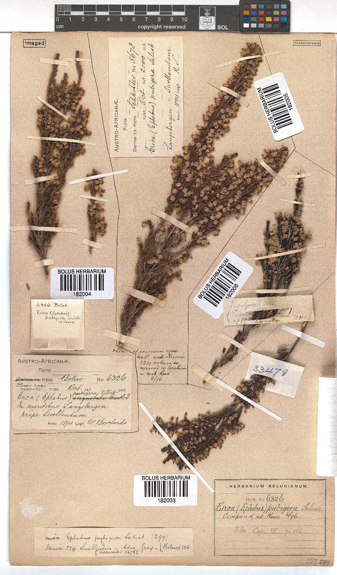 Erica pubigera image