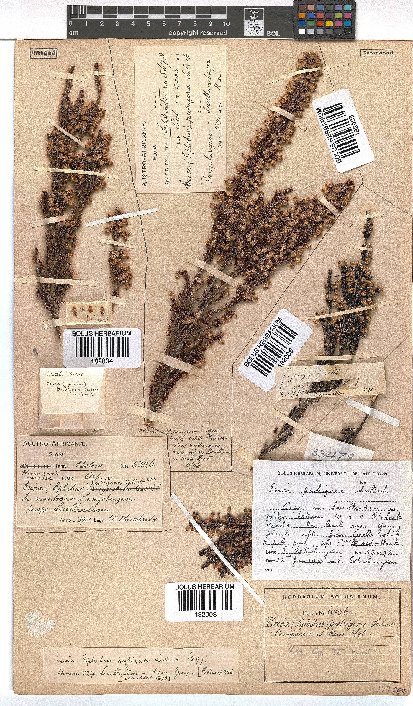 Erica pubigera image