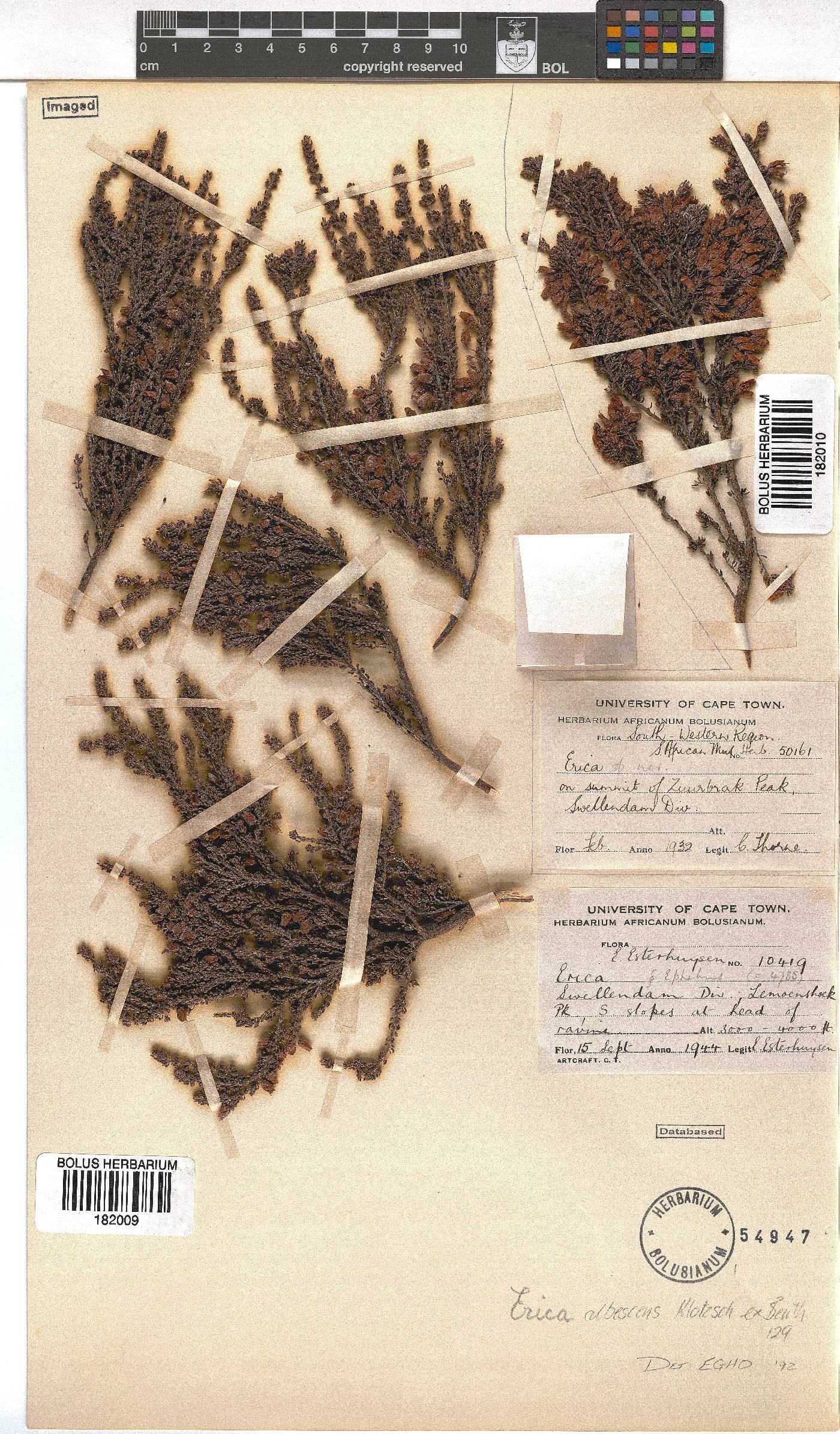 Erica albescens image