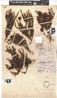 Erica albescens image