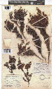 Erica albescens image