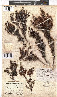 Erica albescens image