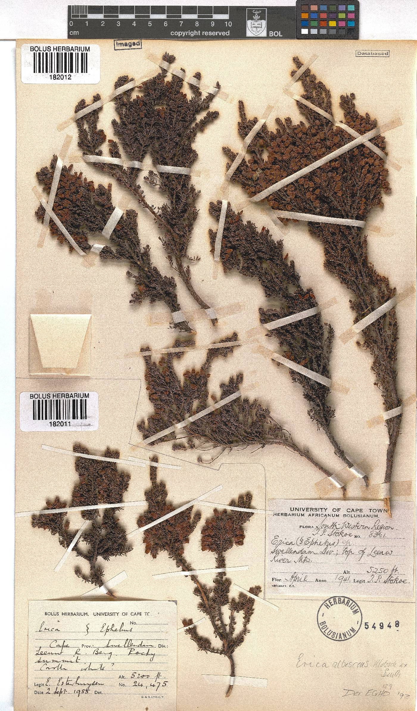 Erica albescens image