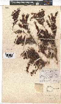 Erica albescens image