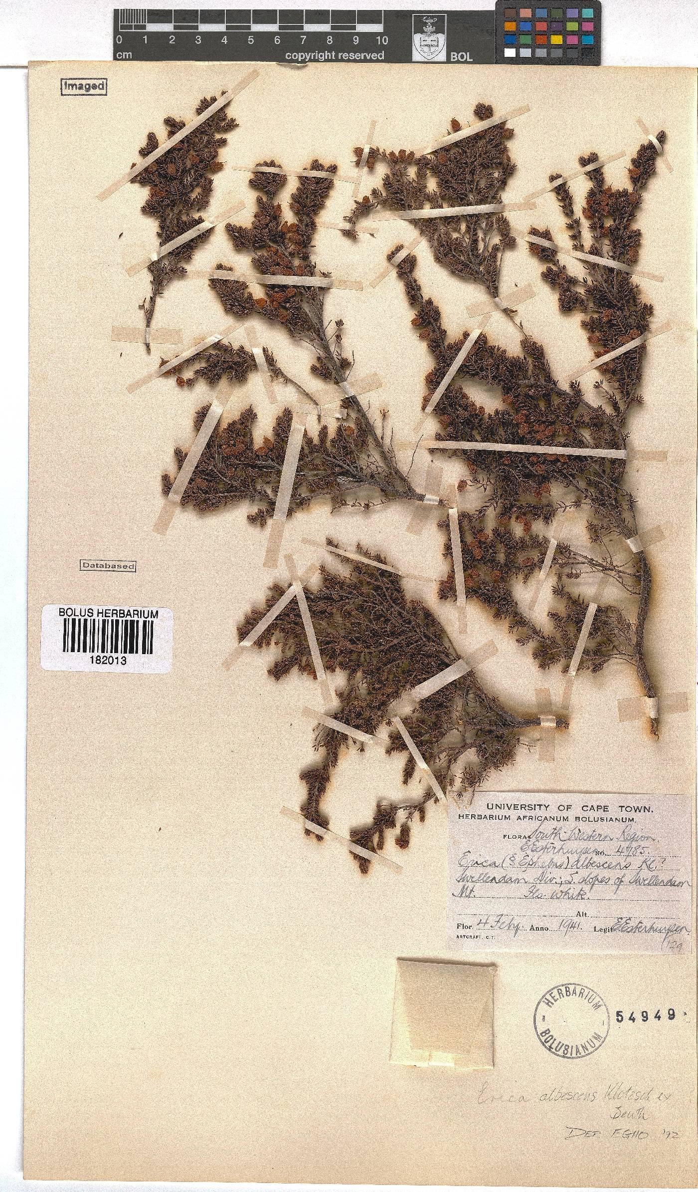 Erica albescens image