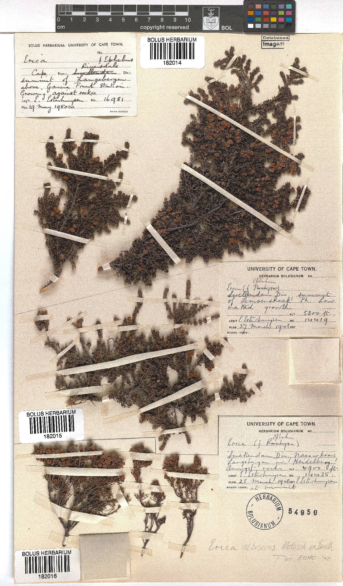 Erica albescens image