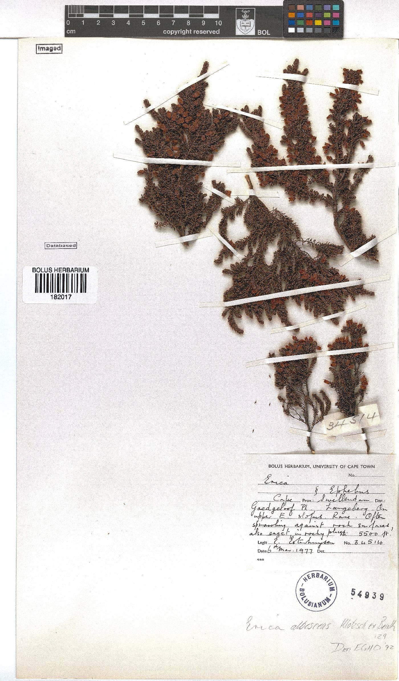 Erica albescens image