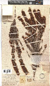 Erica albescens var. erecta image