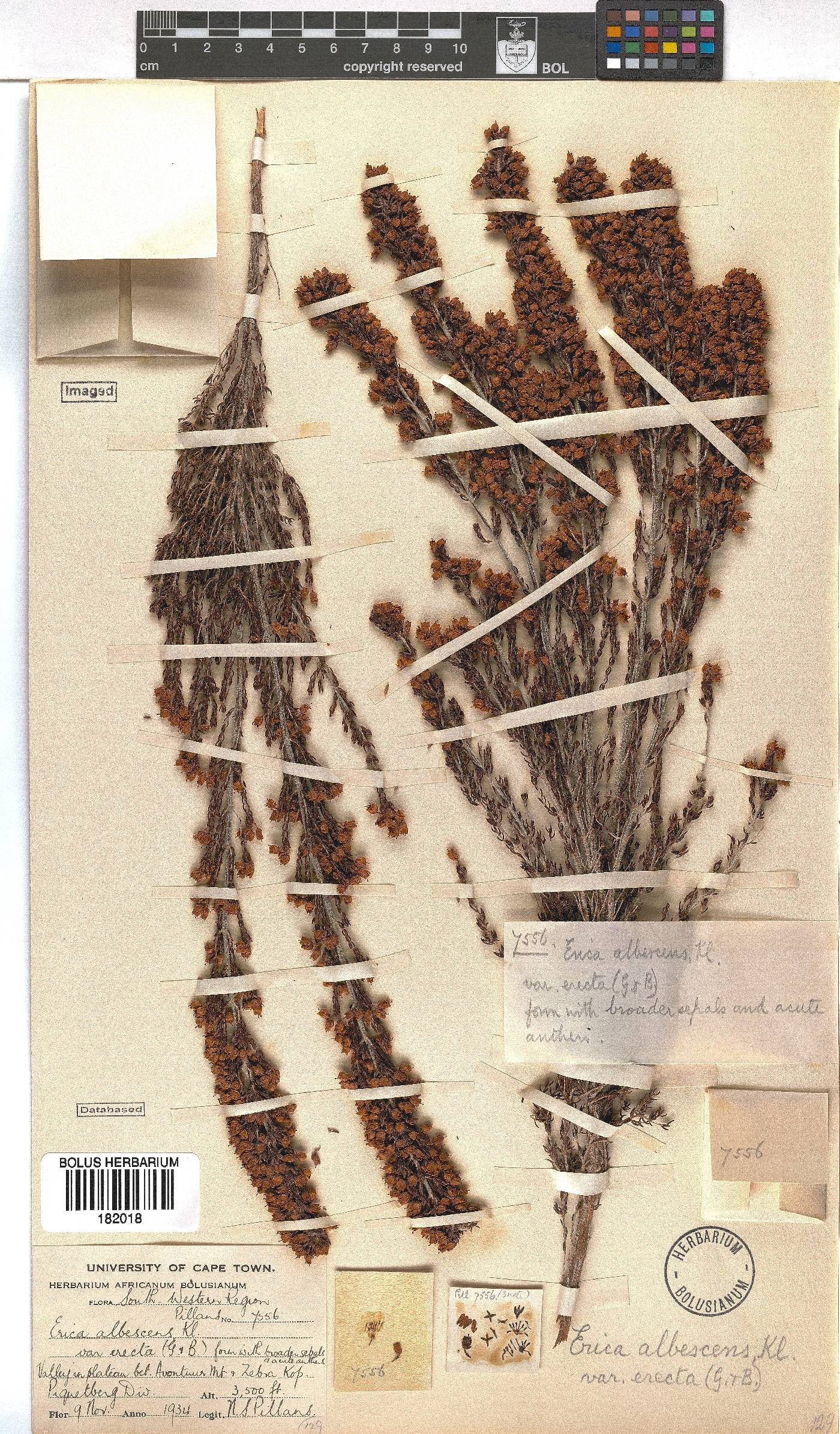 Erica albescens var. erecta image