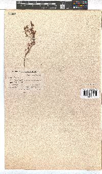 Erica albescens image