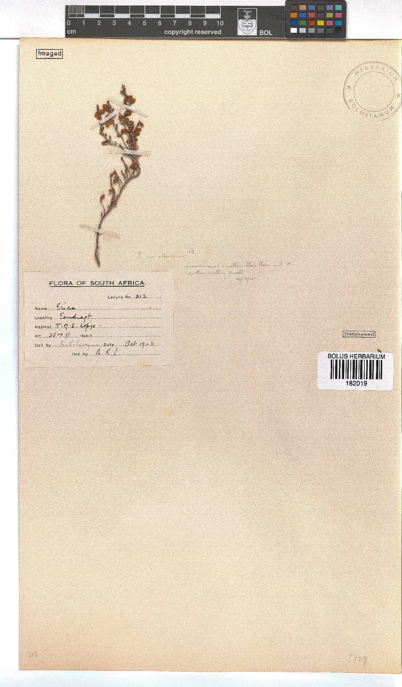 Erica albescens image