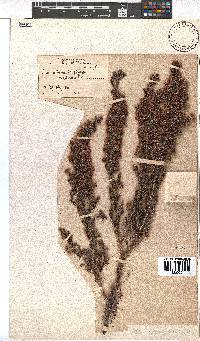 Erica albescens var. erecta image