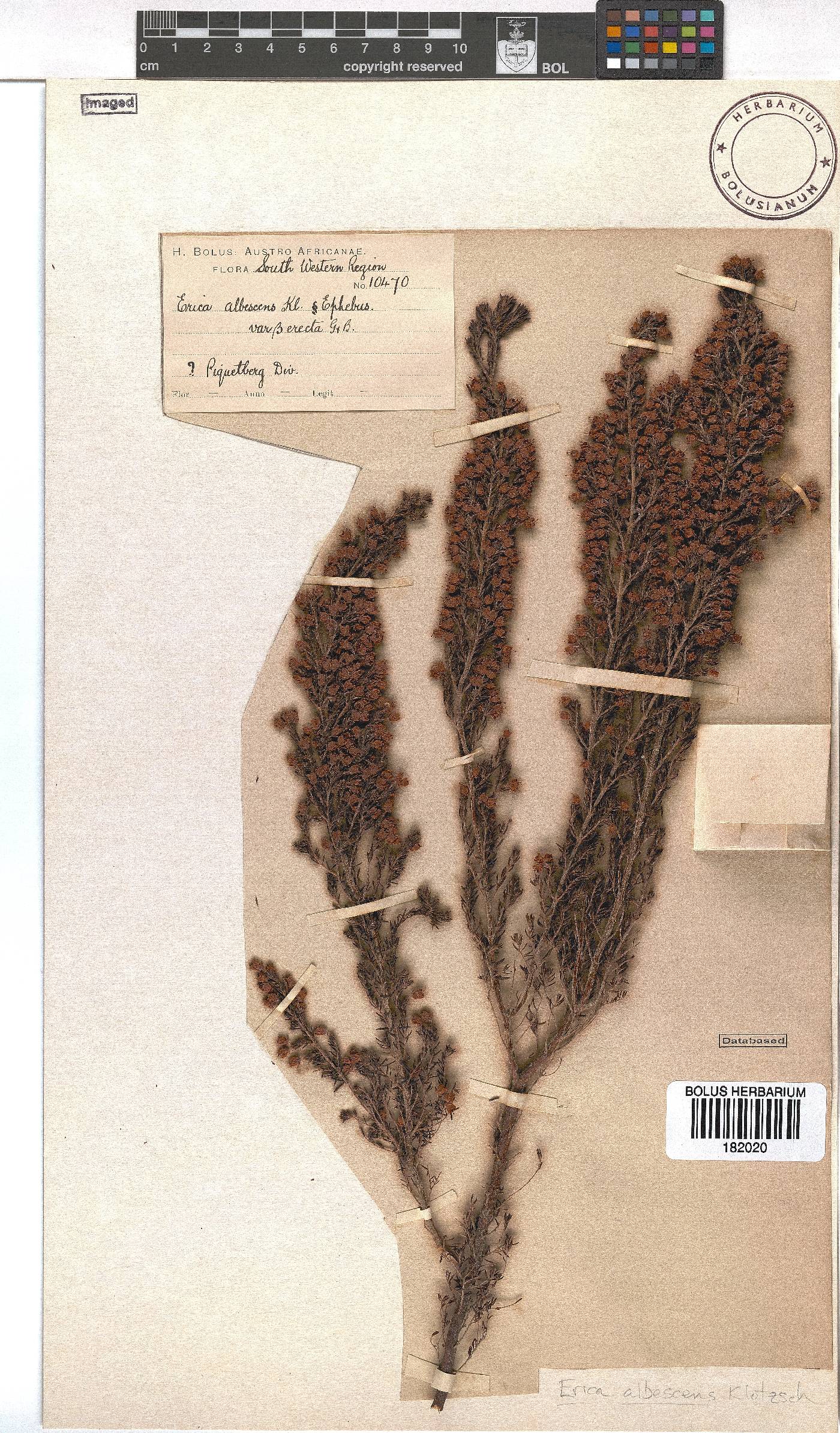 Erica albescens var. erecta image