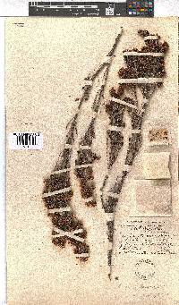 Erica albescens var. erecta image