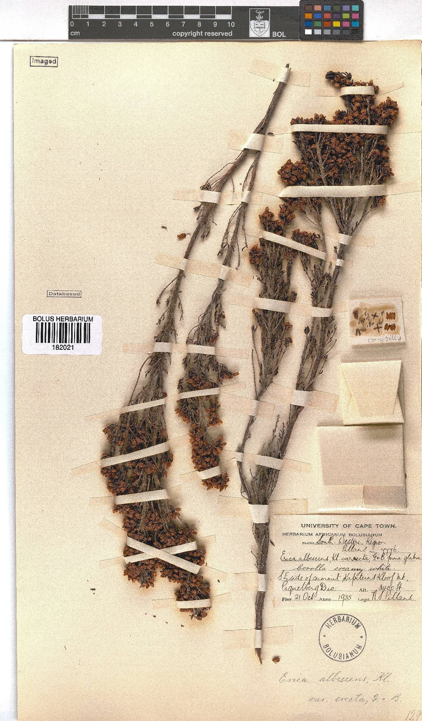 Erica albescens var. erecta image