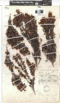 Erica albescens var. erecta image